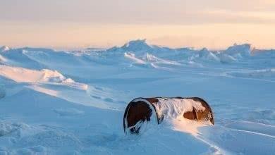 Северный флот продолжит экологическую очистку арктических островов
