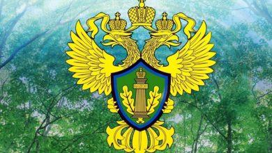 Росприроднадзор: 70% утилизаторов отходов не занимаются утилизацией