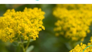 Aperam и Econick создали совместное предприятие под названием Botanickel