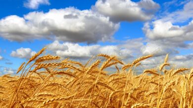 Сталь объезжает поля