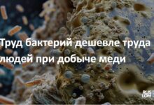 Труд бактерий дешевле труда людей при добыче меди