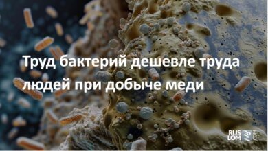 Труд бактерий дешевле труда людей при добыче меди